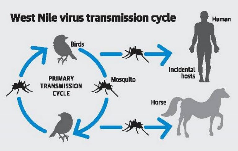 donate blood west nile virus