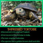 Impressed Tortoise