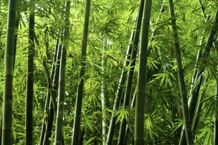 First Bamboo Industrial Park to be set up in Dima Hasao, Assam