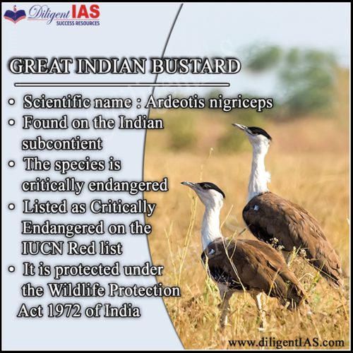 great indian bustard