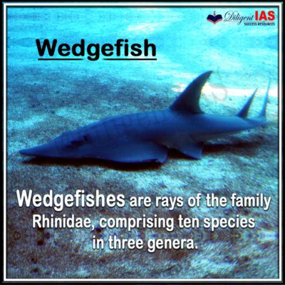 Wedgefish