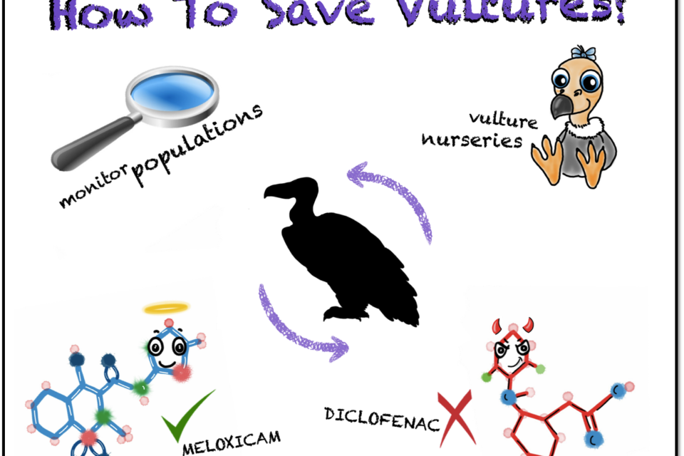 Vulture Conservation and Breeding Centres